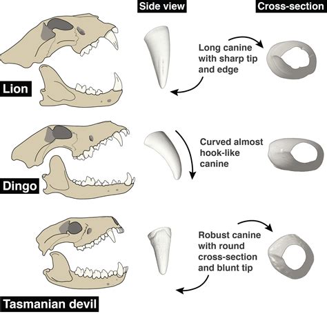 How carnivorous mammals’ canines evolved to make them killers – Monash Lens