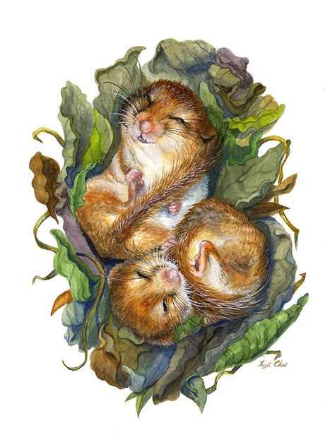 Dormouse Hibernation Painting by Insil Choi