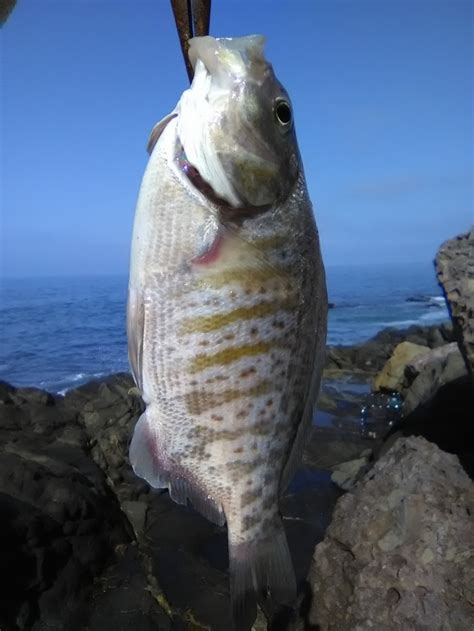 Surf Perch | Fishing Photo