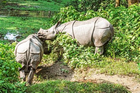 Rhinos in Chitwan National Park in Nepal Stock Image - Image of travel ...