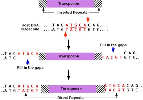 10.4: Transposones - “genes saltadores” - LibreTexts Español