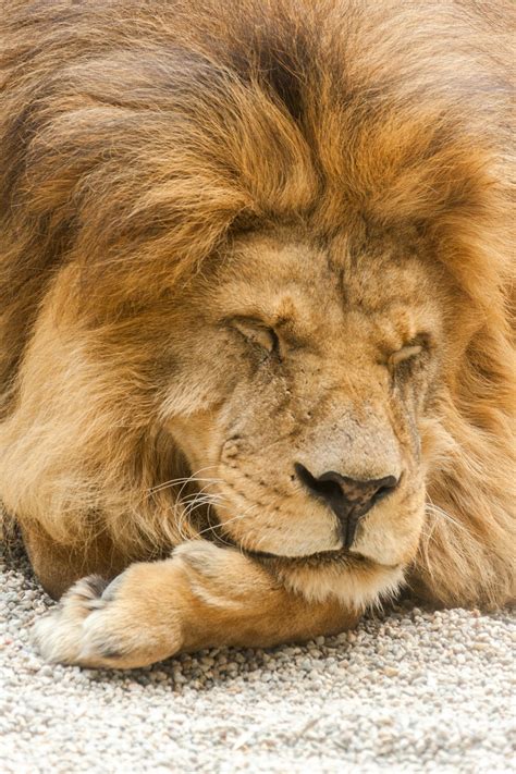 Sleeping Lion Free Stock Photo - Public Domain Pictures