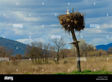 Nido de cigüeña blanca. Parque Nacional de Cabañeros Stock Photo - Alamy