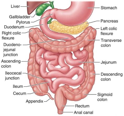 Jejunum – Earth's Lab