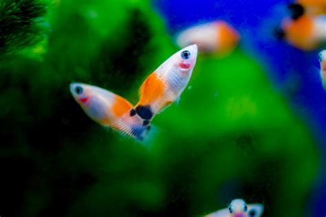 🐠Vibrance with Stellar Paradise: Platy Tank Mates | Fish Lab