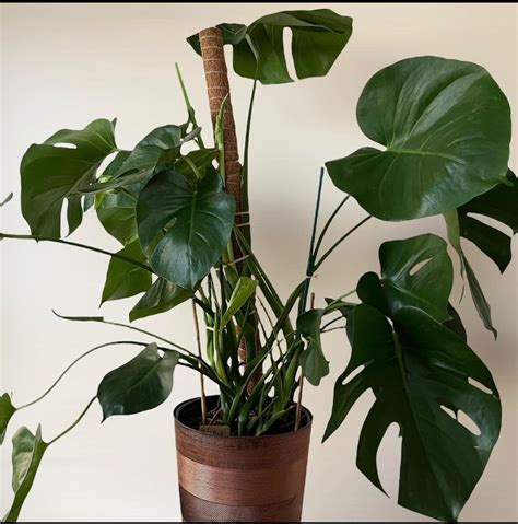 Propagating Monstera Aerial Roots - Helpful Tips