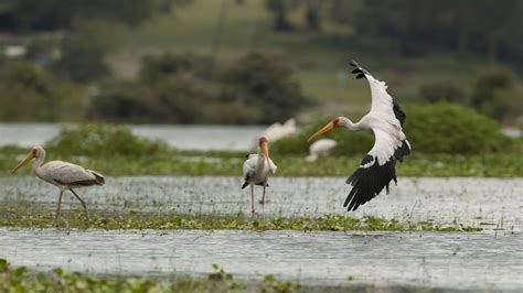 Birds of Lake Naivasha National Park | Kenya Safari Destinations