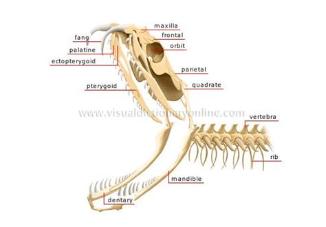 skeleton of a venomous snake: head image | Animals: Amphibians ...