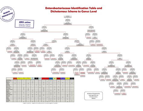 enterobacteriaceae identification flow chart - Keski