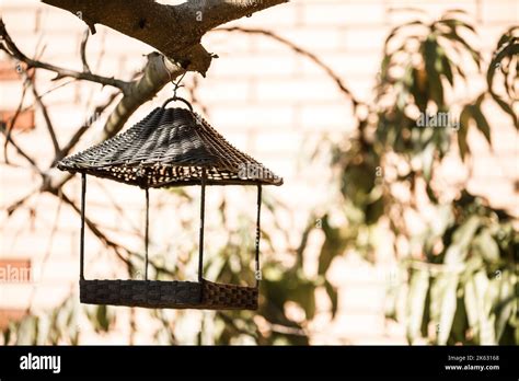 Bird feeder hanging on a tree branch with green leaves Stock Photo - Alamy