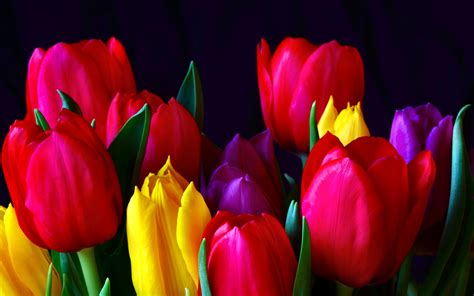 1026 Tulip HD Wallpapers | Background Images - Wallpaper Abyss