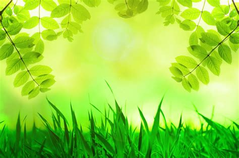 Natural Green Background Free Stock Photo - Public Domain Pictures