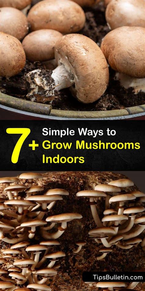 7+ Simple Ways to Grow Mushrooms Indoors