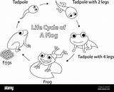 Frog Life Cycle Coloring Page  Printable Free Templates sketch template