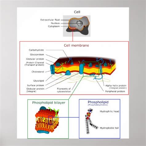 Cell Plasma Membrane Plasmalemma Diagram Print | Zazzle