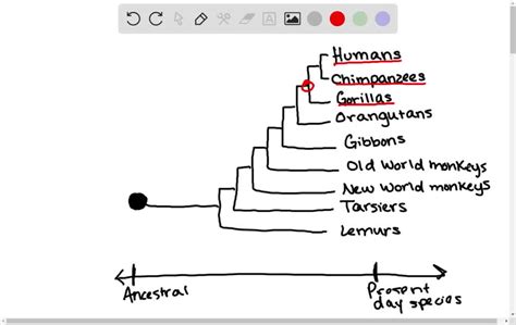 SOLVED:Choose the correct order of primate evolution, from the oldest to the most recent group ...