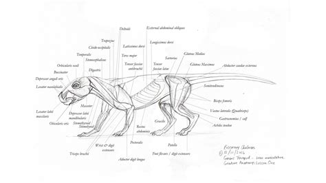 Rosemary Chalmers — concept art and illustration: Creature Anatomy with Terryl Whitlatch: Lesson ...