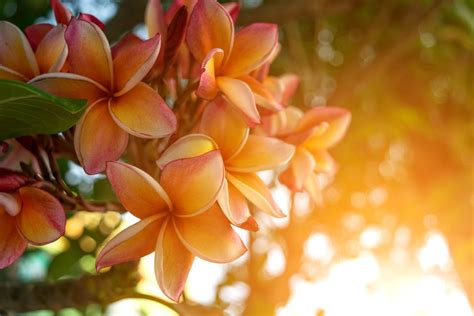 How to Grow Frangipani from Cuttings