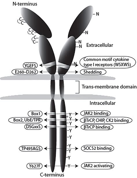 Frontiers | Growth Hormone Receptor Regulation in Cancer and Chronic ...