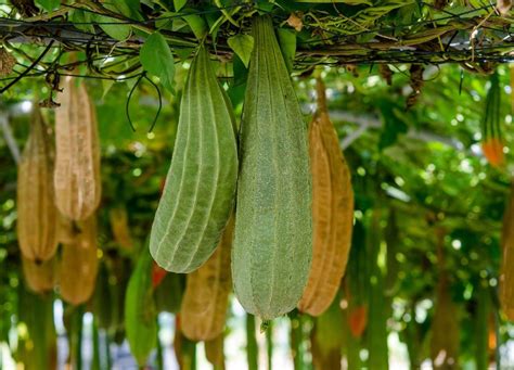 Luffa, des éponges végétales à faire pousser dans son jardin