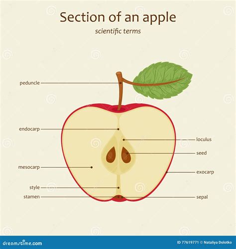 [DIAGRAM] Diagram Of Apple Parts - MYDIAGRAM.ONLINE