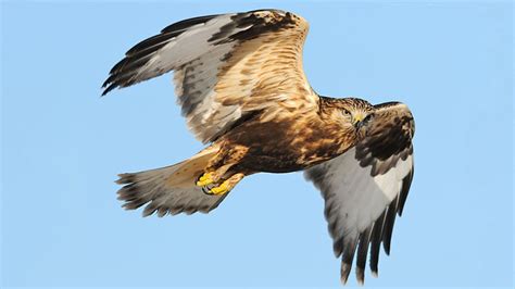 Where Can I Go to Watch Hawk Migration? | All About Birds