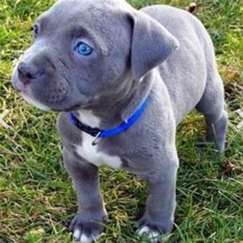 Blue eye Pit. | Cute puppies, Pitbull puppies, Cute dogs