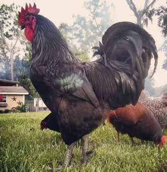 What Is the Largest Chicken Breed? Here Are the Top 10 Biggest Breeds