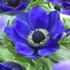 Anemone coronaria Blue - Poppy Anemone - In Bud & Bloom