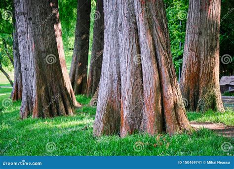 Close Up of Taxodium Distichum Bald Cypress Tree Trunks Near a Lake in Urban Park. these are ...