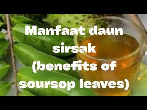 Manfaat daun sirsak - benefits of soursop leaves - YouTube