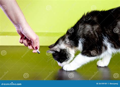 Cat And Laser Pointer Stock Image - Image: 36199181