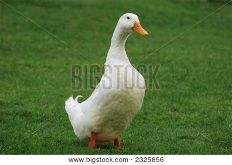 Aylesbury Duck Image & Photo | Bigstock