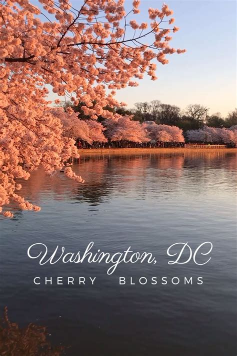 Where to see cherry blossoms in dc map insider s guide – Artofit