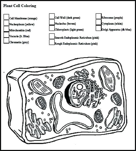 Label Plant Cell Worksheet – E Street Light