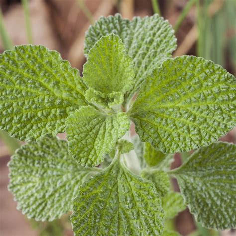 Horehound Seeds - 500 Mg Packet ~3,000 Seeds - Marrubium vulgare ...