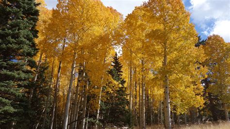 Autumn in Flagstaff: the Gorgeous Colors of the Aspen Colonies | Wanderer Writes