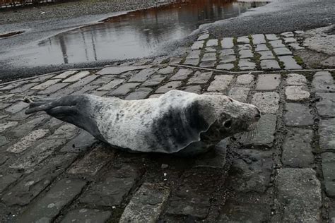 Moment adorable seal pup rescued from car park and released back into sea | London Evening ...