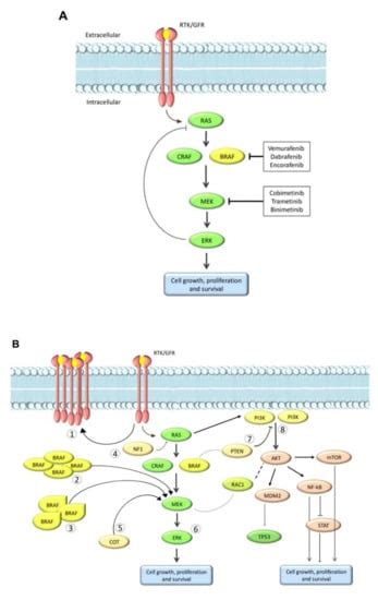 Cancers | Free Full-Text | Mechanisms of Acquired BRAF Inhibitor Resistance in Melanoma: A ...