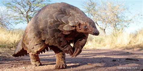 Pangolin conservation | ZSL