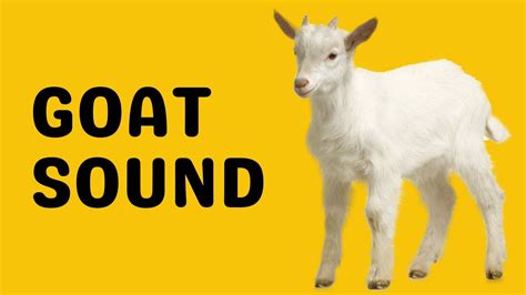 Goat Sound | Bleat - YouTube