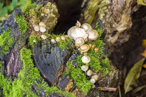 This Fungus Could Be the Answer to the Plastic Waste Crisis · Giving ...