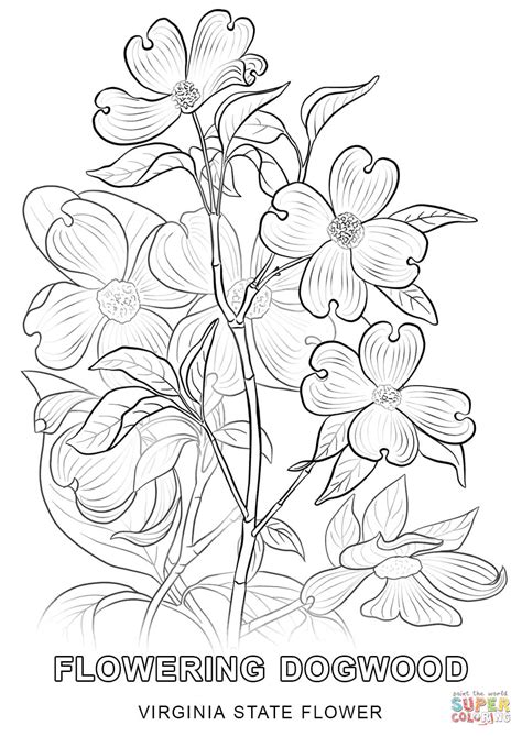 Virginia State Flower coloring page | Free Printable Coloring Pages