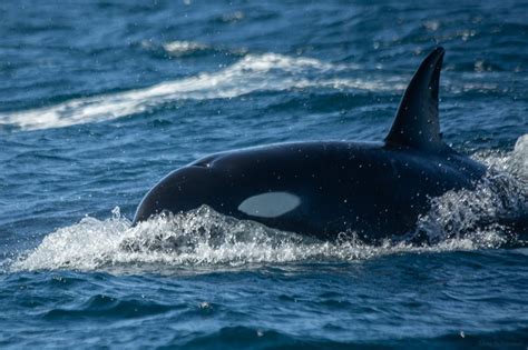 Los Cabos Wildlife Watching Tour - Cabo Whale Trek