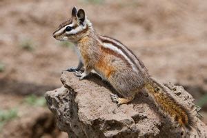 What's the difference between a chipmunk and a ground squirrel?