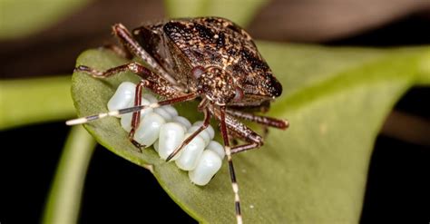 Stink Bug Lifespan: How Long Do Stink Bugs Live? - A-Z Animals