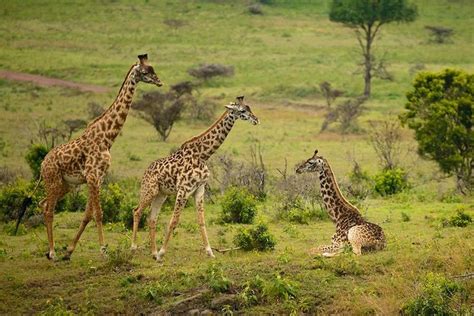 Arusha National Park Guided Day Tour from Arusha 2024