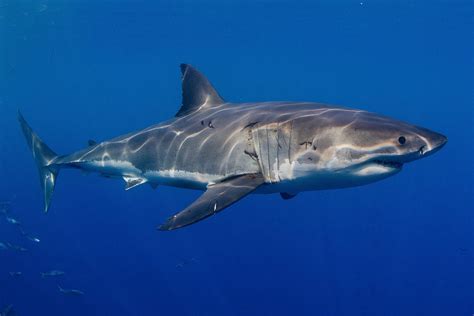 Great White Shark - Oceana