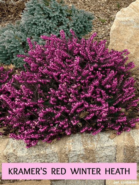 Kramer’s Red Winter Heath | Evergreen garden, Flower garden, Plants