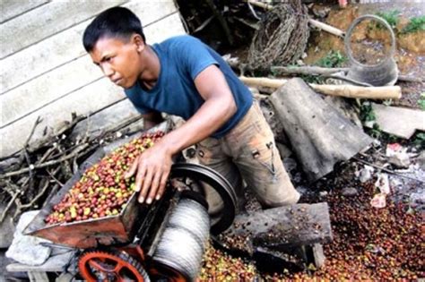 The ‘Green Beans’ Gayo Coffee – INFOACEH.com